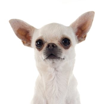 puppy chihuahua in front of white background