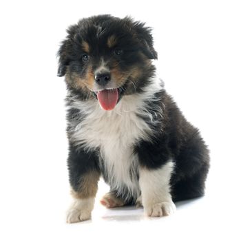 puppy australian shepherd in front of white background