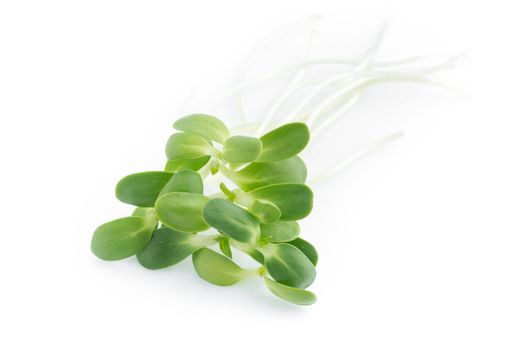 sunflower sprout isolated on white background