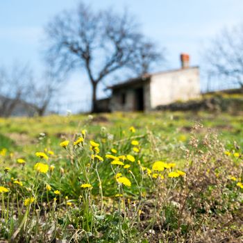 Spring blooms in the Tuscan countryside, Italy