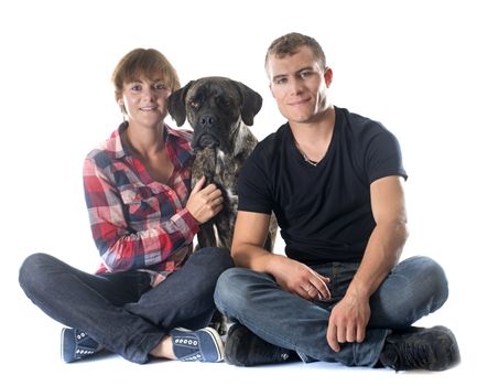 italian mastiff and couple in front of white background