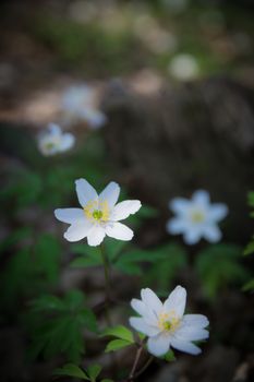 wood anemone grows wild in the undergrowth