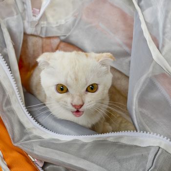 Baby white cat in plastic bag looking
