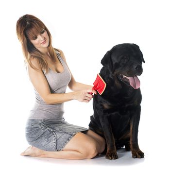 young woman brushing her rottweiler in front of white background