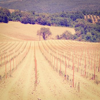 Young Vineyard in Tuscany, Instagram Effect 