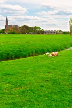Sheep Grazing Outskirts of Dutch Town