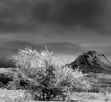 Snowy Tree with Frozen Branches on Mount and Dramatic Cloudy Sky background Outdoors. Monochrome Toned