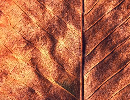 abstract background or fall texture old leave detail