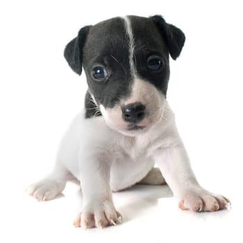 puppy jack russel terrier in front of white background