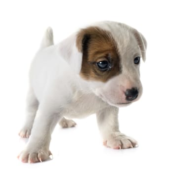 puppy jack russel terrier in front of white background