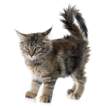 maine coon kitten in front of white background