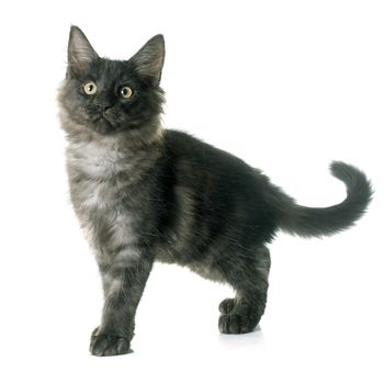 maine coon kitten in front of white background