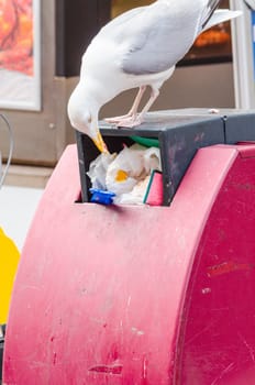 Seagull on a red trash bin in the middle of a city. Looking in the trash for food and nesting material.