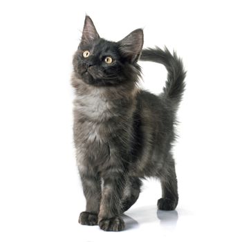 maine coon kitten in front of white background