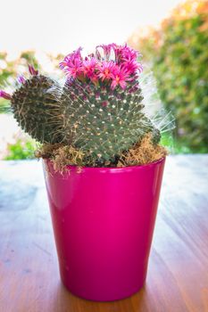 Cactus with small pink flowers in a vase fuchsia.