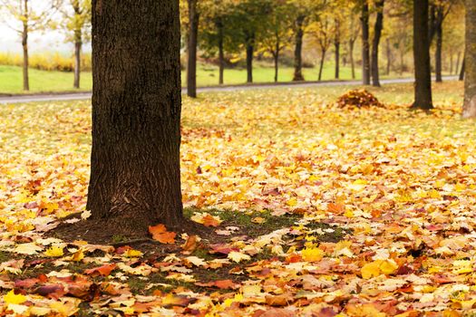  the trees photographed in autumn time. outdoors