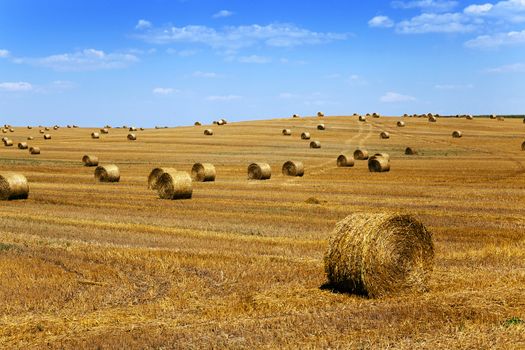   an agricultural field on which lie a straw stack after wheat harvesting