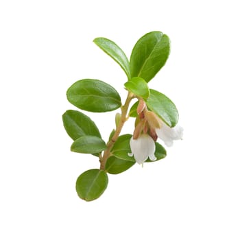 Isolated blooming branch of cowberry on the white