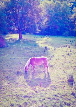 Horse Grazing on  Meadows, Instagram Effect