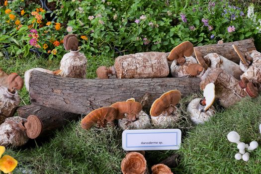 Ganoderma lucidum in exhibition