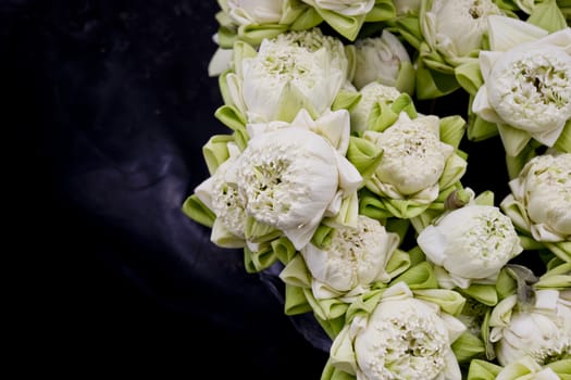Floristry white lotus flowers in vase.