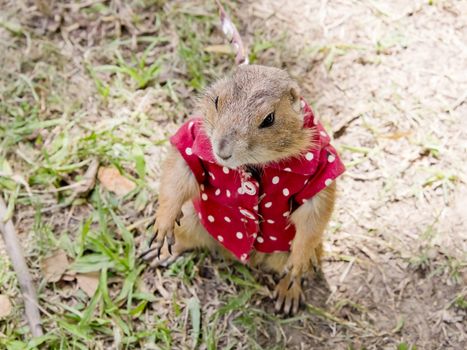prairie dog with red shirt abd necklace standing upright