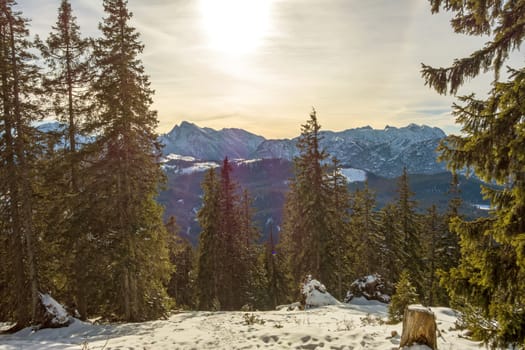 dramatic mountain lanscape with trees in the foreground