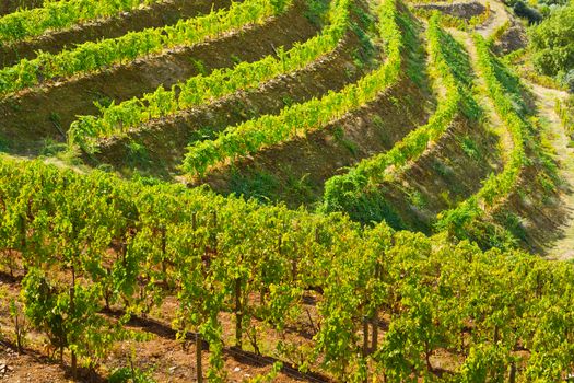 Extensive Vineyards on the Hills of Portugal