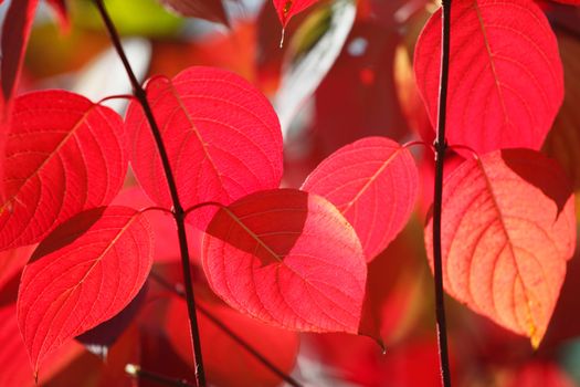 Tree branch with beautiful red autumn leaves