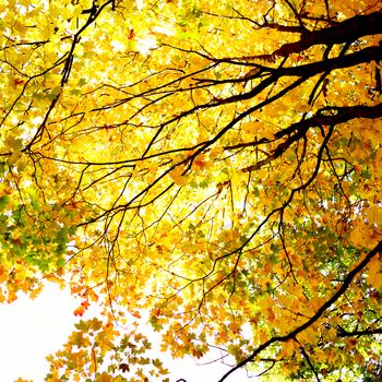 Beautiful yellow leaves of autumn maple tree