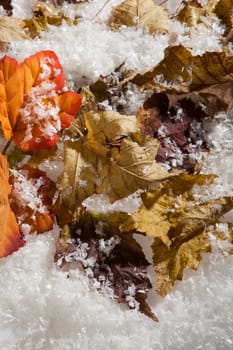 Yellow and red dry autumn leaves and snow crystals on a studio background