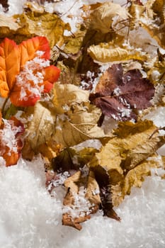 Yellow and red dry autumn leaves and snow crystals on a studio background