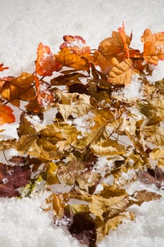 Yellow and red dry autumn leaves and snow crystals on a studio background