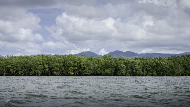 Mangrove forest in Thailand