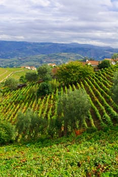 Extensive Vineyards on the Hills of Portugal