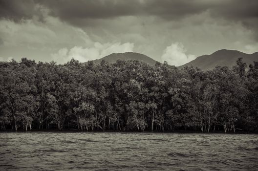 Mangrove forest in Thailand, Vintage style