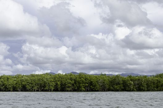 Mangrove forest in Thailand