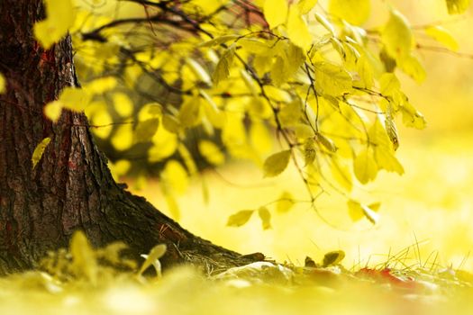 Close-up view of a tree in autumn park