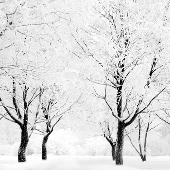 Winter forest with snow and hoar on trees 