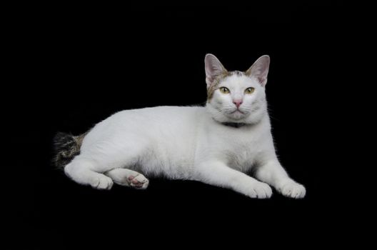 Cute cat isolated on black background