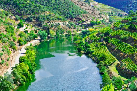 Vineyards in the Valley of the River Douro, Portugal