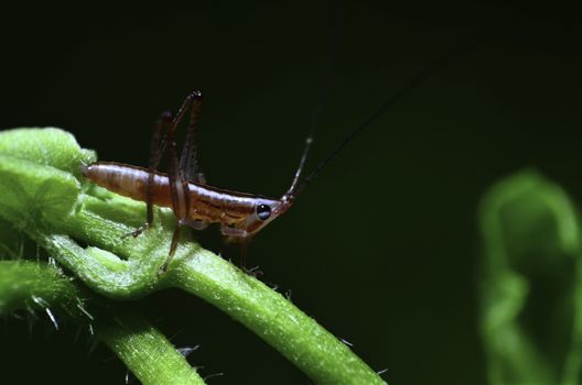 Red grasshopper on plant macro shot