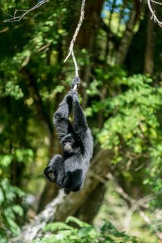 Gibbon hanging on tree branch