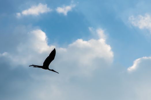 Silhouette of bird flying with cloud in blue sky