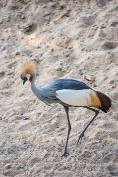 Grey crowned crane, Balearica regulorum