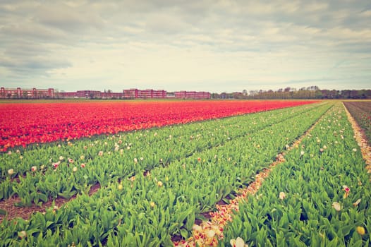 Dutch Tulips in the Field Ready for Harvest, Instagram Effect