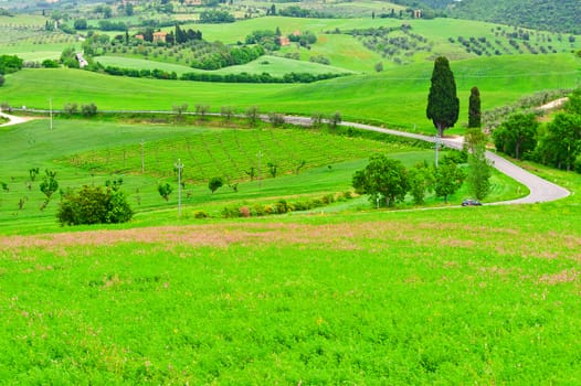 Winding Paved Road between  Fields in the Tuscany