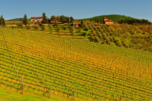 Hill of Tuscany with Vineyard in the Chianti Region