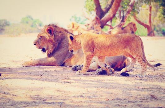 Pride of Lions at Rest, Instagram Effect