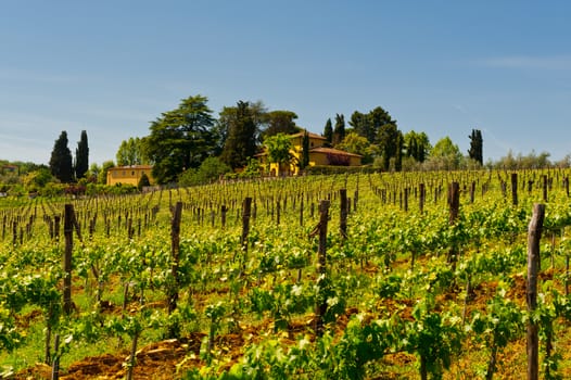 Hill of Tuscany with Vineyard in the Chianti Region